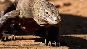 Komodo - Secrets of the Dragon
