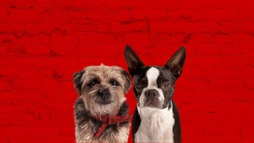 Watch Strays