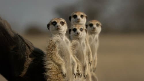 Production update: The Secret Lives of Animals