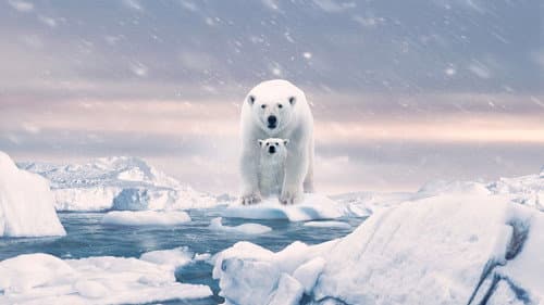Watch Polar Bear