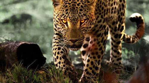 Production update: Living with Leopards