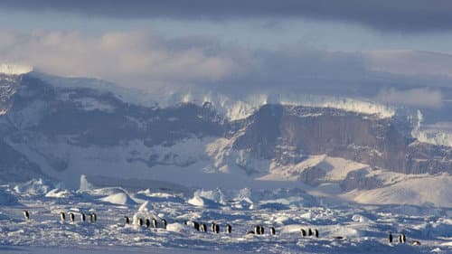Production update: March of the Penguins 2: The Next Step