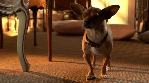 Production update: Beverly Hills Chihuahua 3: Viva la Fiesta!