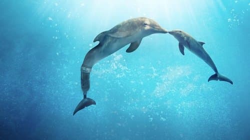 Production update: Dolphin Tale 2