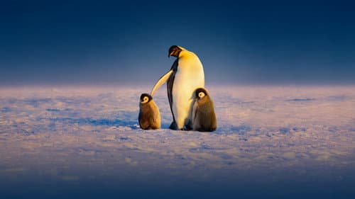 Watch Secrets of the Penguins