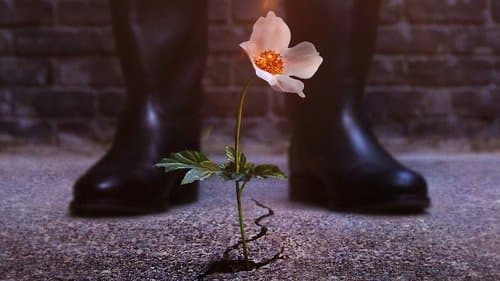 Production update: The Man in the High Castle