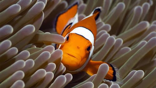 Watch The Blue Planet