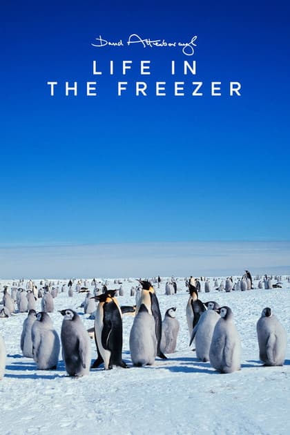 Life in the Freezer