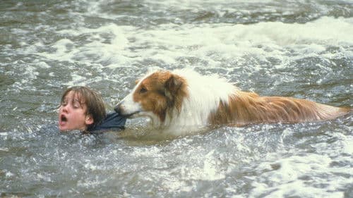 Production update: Lassie